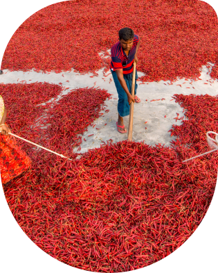 Guntur Dry Red Chilli Exporters