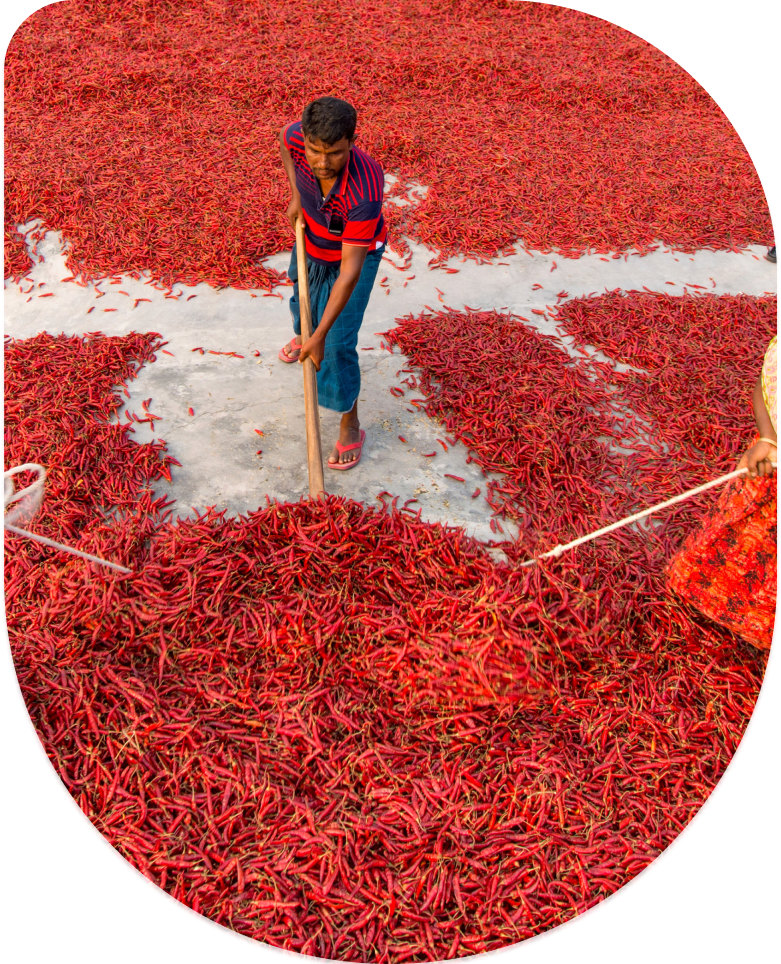 Dry Red Chilli Wholesale Suppliers