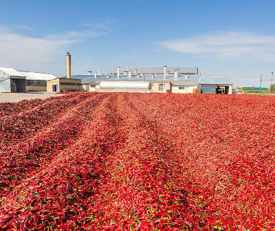 Agrospice dry red chillies infrastructure