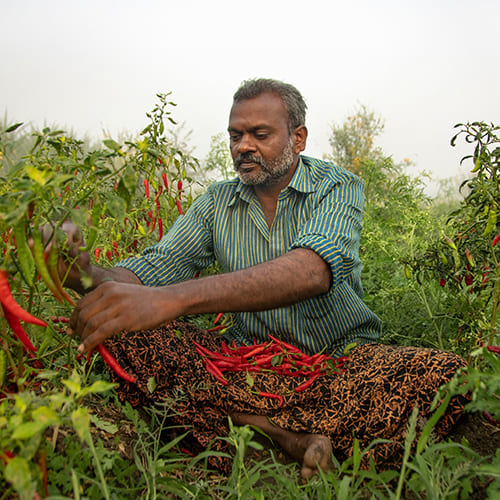 Agrospice supporting farmers