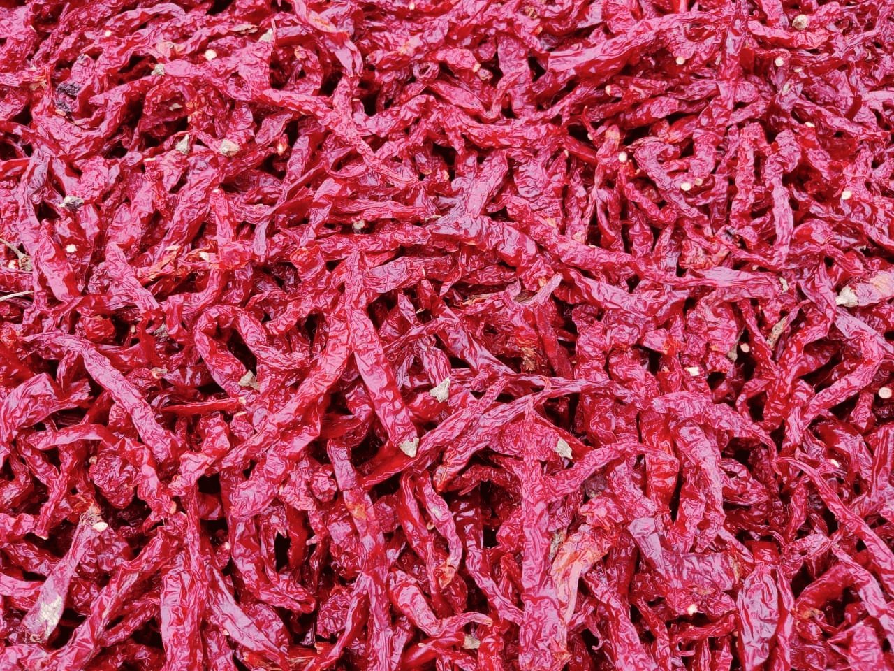 Everything You Need to Know About Byadgi Chilli