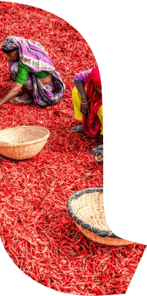 Red Chilli Exporters