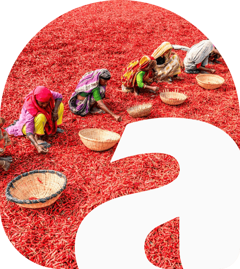 Chilli Export from India