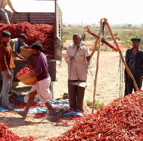 Agrospice Fresh Dry red chillies from farm