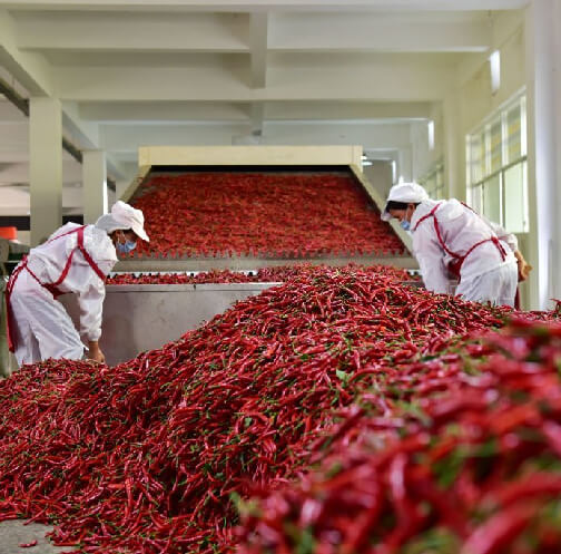 Agrospice dry red chillies thorough sorting