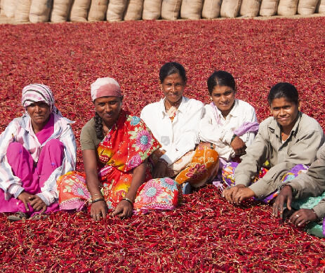 Workers at agrospice dry red chilli factory